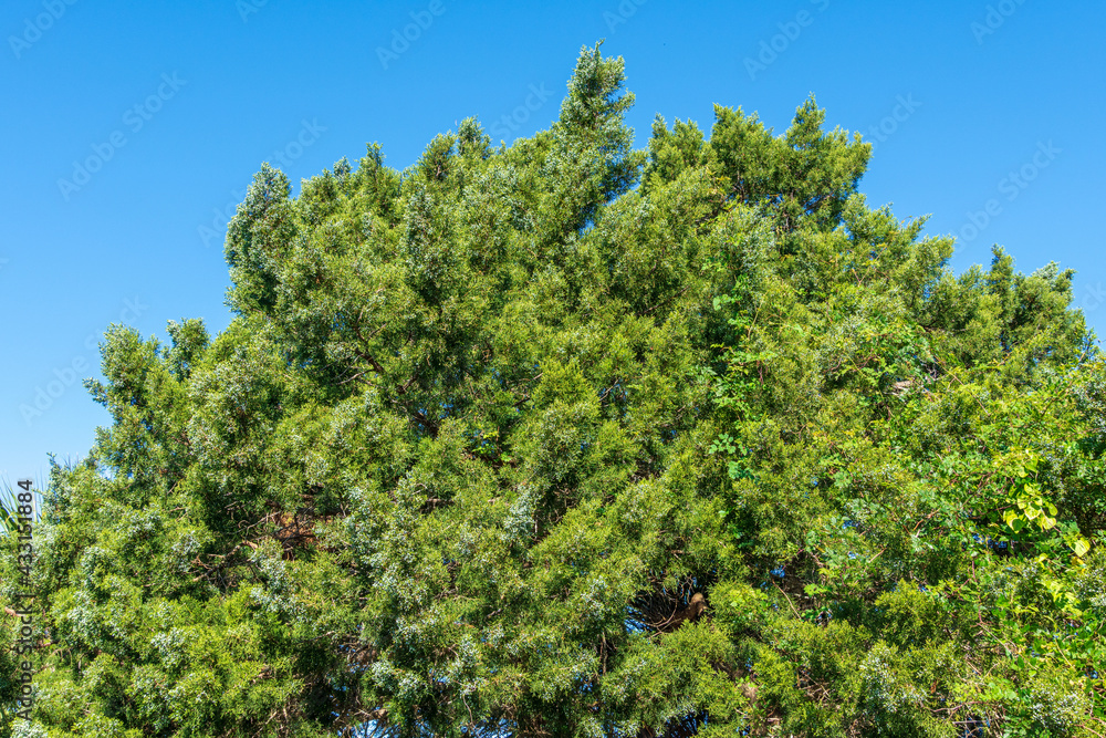 Eastern red cedar tree a.k.a. Virginian juniper (Juniperus virginiana), with white berries - Fort Island Gulf Beach, Crystal River, Florida, USA Eastern red cedar tree a.k.a. Virginian juniper (Juniperus virginiana), with white berries - Fort Island Gulf Beach, Crystal River, Florida, USA