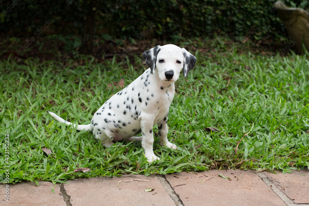 Dalmatian puppy dog looking into the lens sitting on lawn