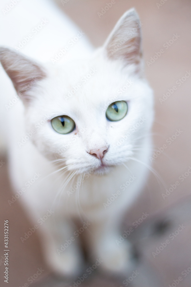 Close close up on white cat with green eyes, with blur in the background