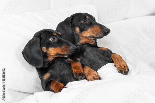 Two friendly dachshunds lie side by side covered with warm blanket, top view. Dogs spend time together. Siblings are waiting for bedtime story or have just woken up in morning.