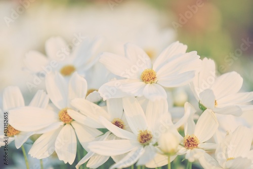 Daisies with warm sunlight in the evening