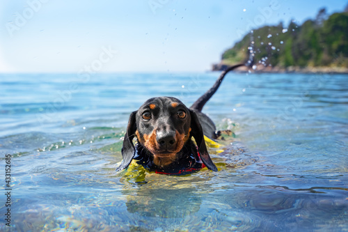 Canvas Print Cute dachshund puppy in swimming training floats in pond