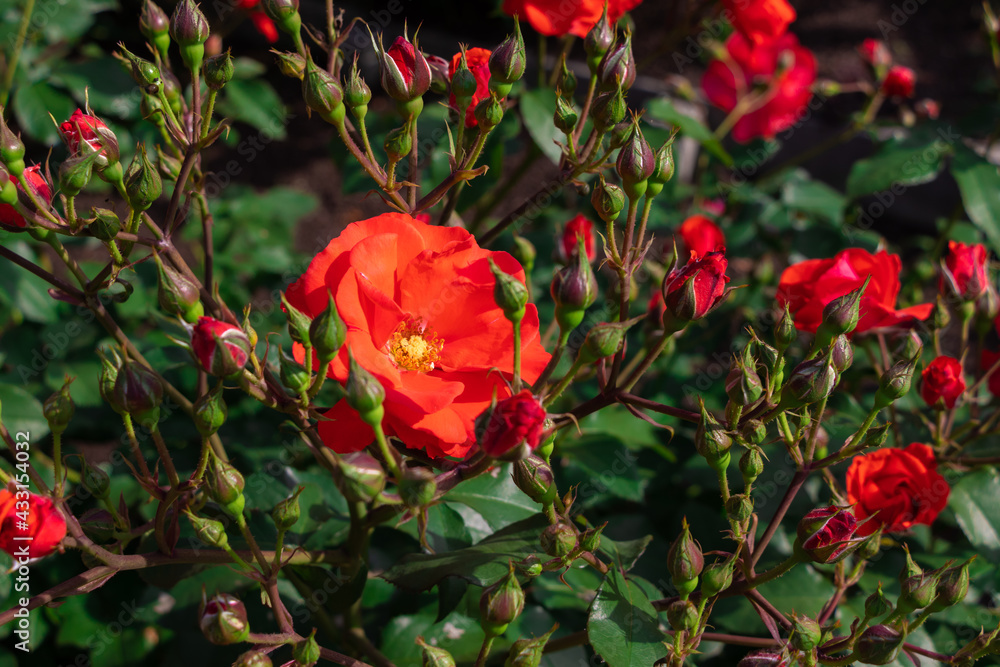 たくさんのつぼみに囲まれた赤いバラの花