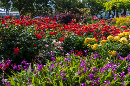 庭園に咲く色とりどりのバラの花 © 木村　亨
