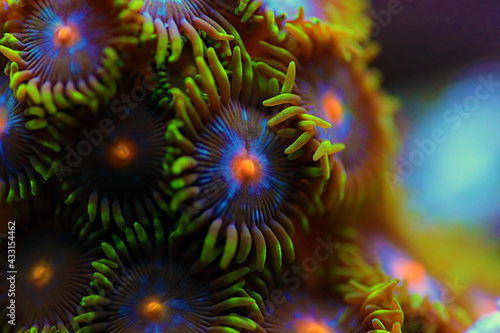 Zoanthid's polyps colonies are amazing colorful living decoration for every coral reef aquarium tank © Kolevski.V