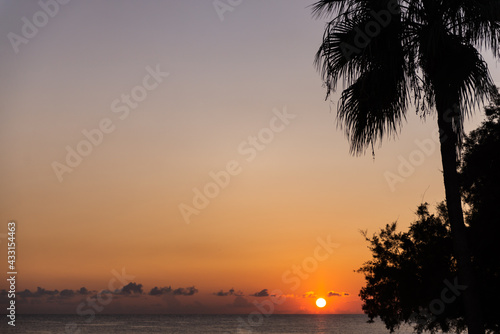 Sunset on the background of dark palm trees. Evening sun on the horizon and dark palm trees on the right side of the photo.