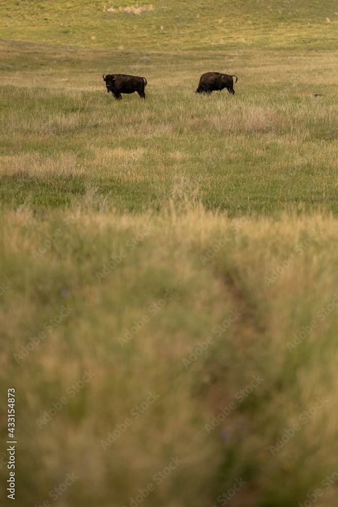 Thin Trail Through Prairie Guarded by Bison Thin Trail Through Prairie Guarded by Bison