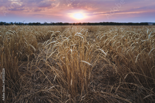 Grain harvest  agricultural field on the background of an idyllic sunset. Ripe wheat close-up  harvesting. The concept of agriculture  food industry. Natural background  wallpaper. Selective focus.