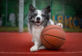 Portret psa rasy border collie z piłką do koszykówki