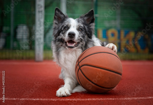 Portret psa rasy border collie z piłką do koszykówki
