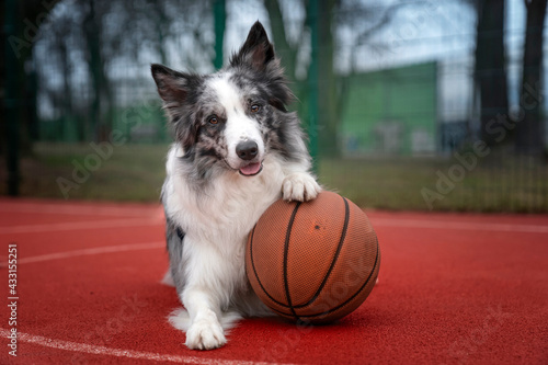 Pies z piłką do koszykówki