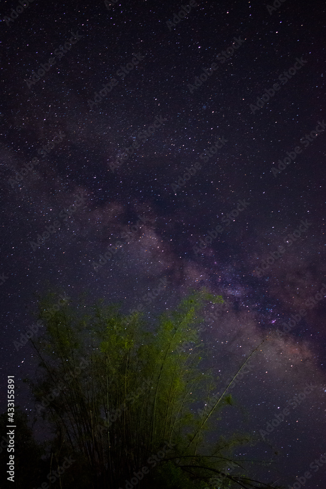 Milky way picture going up through a bamboo tree in himachal pradesh, India