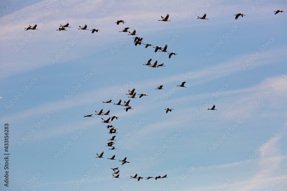 Fototapeta premium Large flock of cranes flying in blue spring sky. Bird migration time..