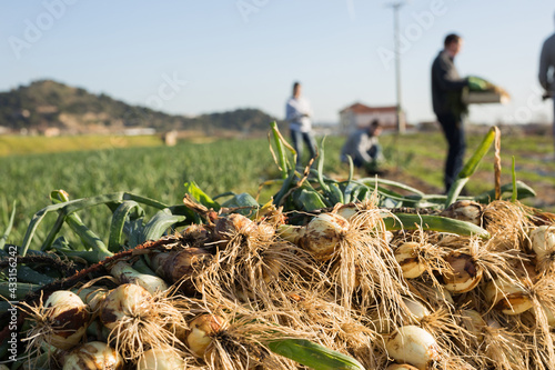 Closeup of pile of freshly picked green spring onions on vegetable garden on background with working people