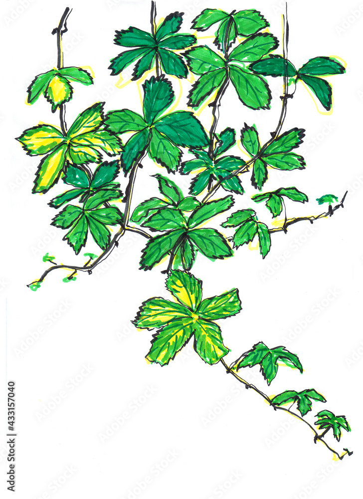 creeper hand drawn illustration,art design creeper hand drawn illustration,art design