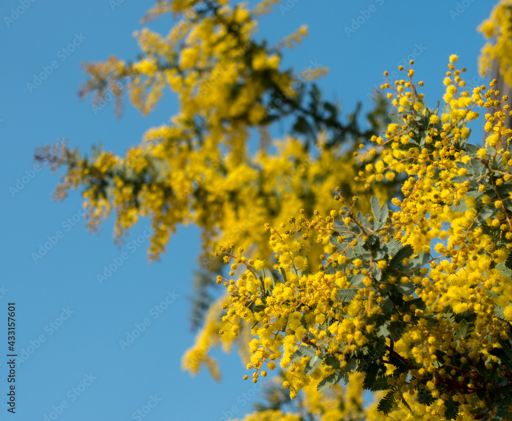ミモザ 黄色 花 ミモザ 黄色 花