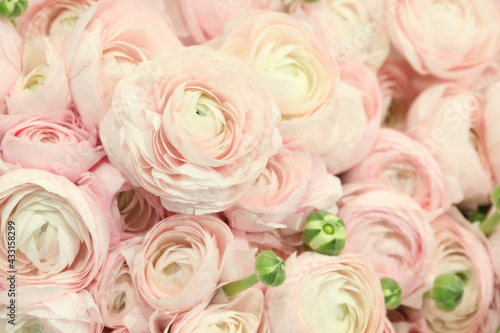 Soft pink background of many colors of ranunculus