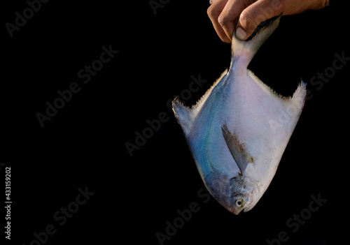 Human finger holding the tail of white pomfret fish isolated on black. photo