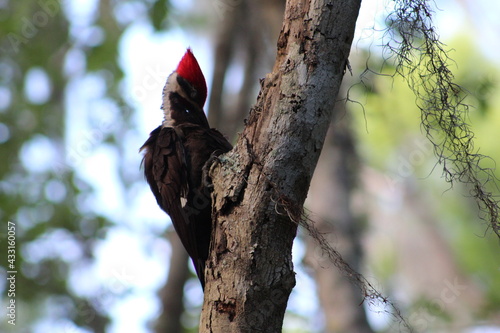 Pileated woodpecker in a tree