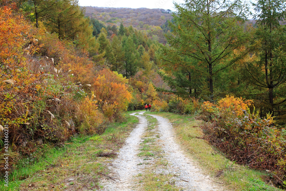 깊어가는 숲에 가을풍경과 오솔길 