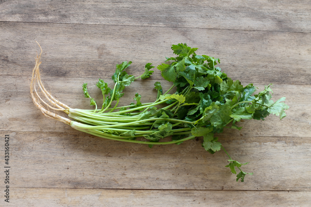 Green fresh coriander with roots on wooden table Green fresh coriander with roots on wooden table