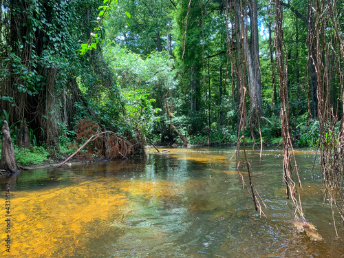 Fototapeta Naklejka Na Ścianę i Meble -  Cypress swamp river in Florida