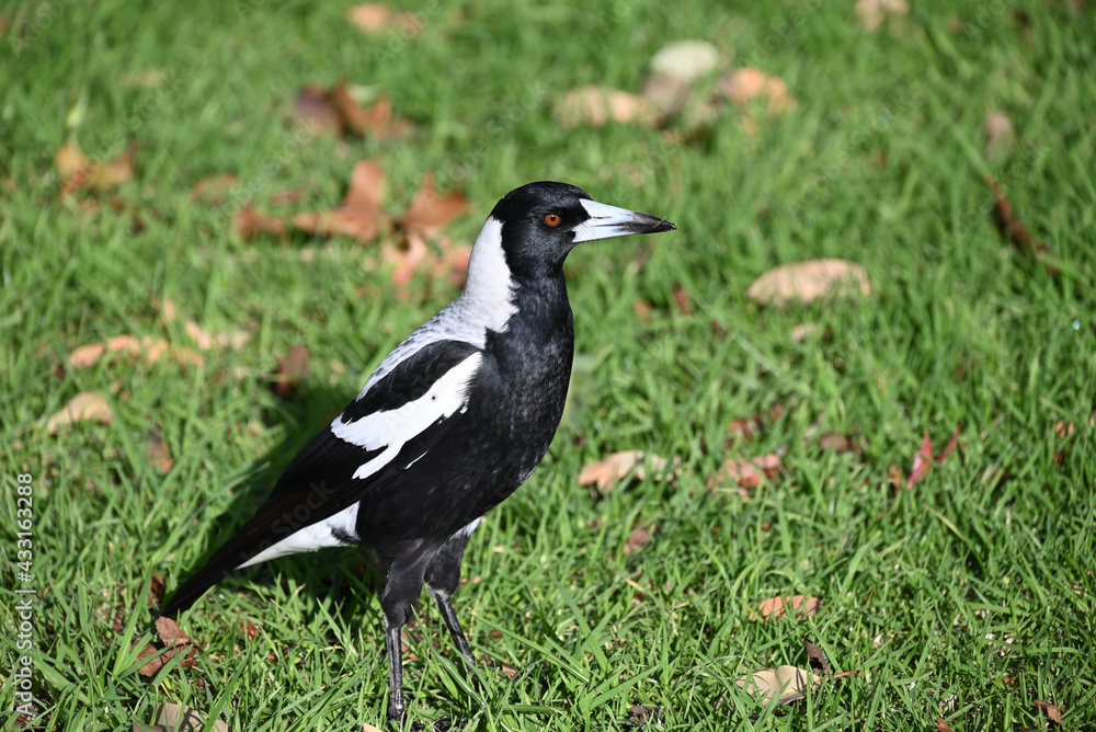 A closeup of an Australian magpie standing on a lawn, with a blade of grass sitting atop the bird's beak A closeup of an Australian magpie standing on a lawn, with a blade of grass sitting atop the bird's beak