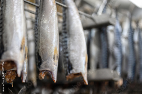 Lots of mackerel carcasses are hung in a smoking container.