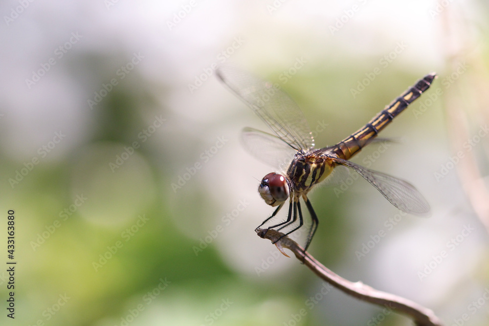 close up of a dragonfly on a leaf close up of a dragonfly on a leaf