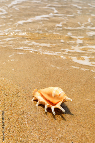 Conch on a beach sand. © ABCDstock