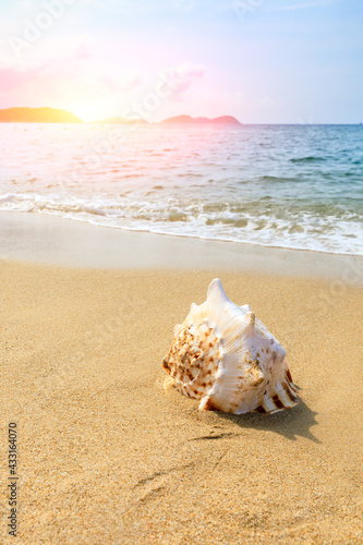 Conch on a beach sand.summer holiday background.Travel and beach vacation. © ABCDstock