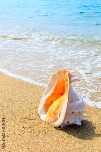 Conch on a beach sand.