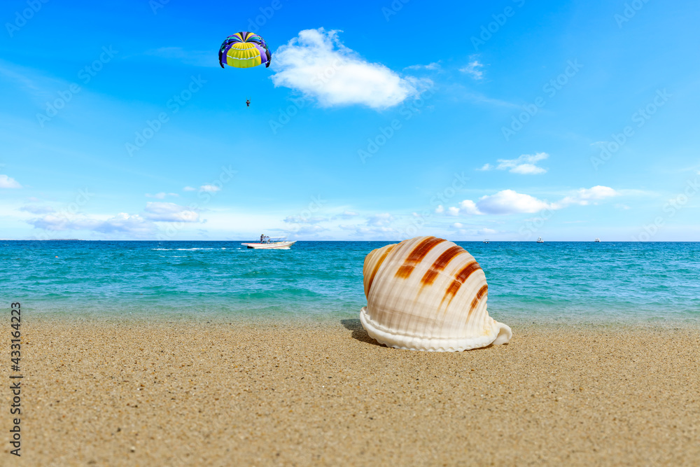Obraz premium Conch on a beach sand.summer holiday background.Travel and beach vacation.