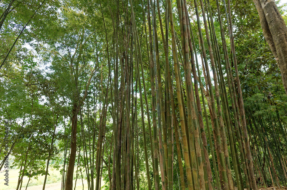 Hidden Beauty of Mysterious Bamboo Forest Background at dark, moody noon in Nan, Thailand Hidden Beauty of Mysterious Bamboo Forest Background at dark, moody noon in Nan, Thailand