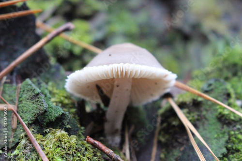 mushroom in the forest