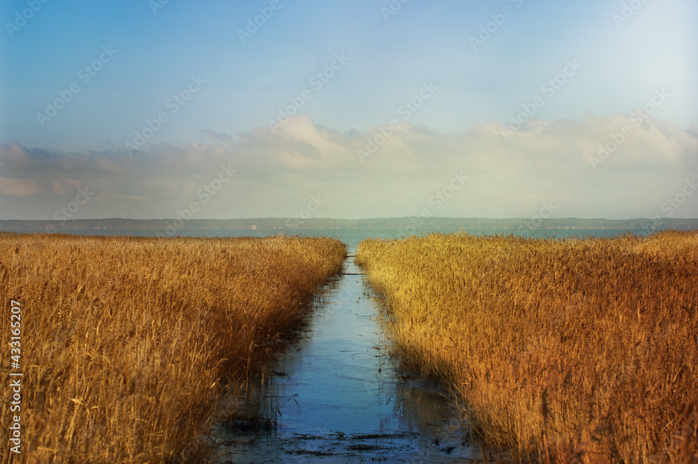 Naklejka premium Krajobraz wodny zalew zarośnięty trzcinami z utworzonym torem wodnym