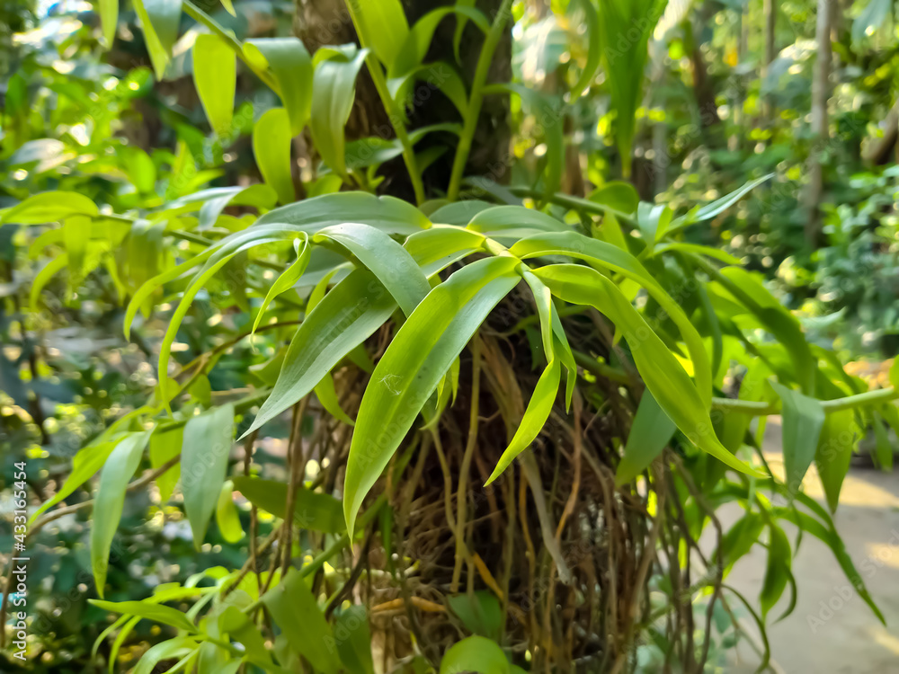 supplejack vine on the tree supplejack vine on the tree