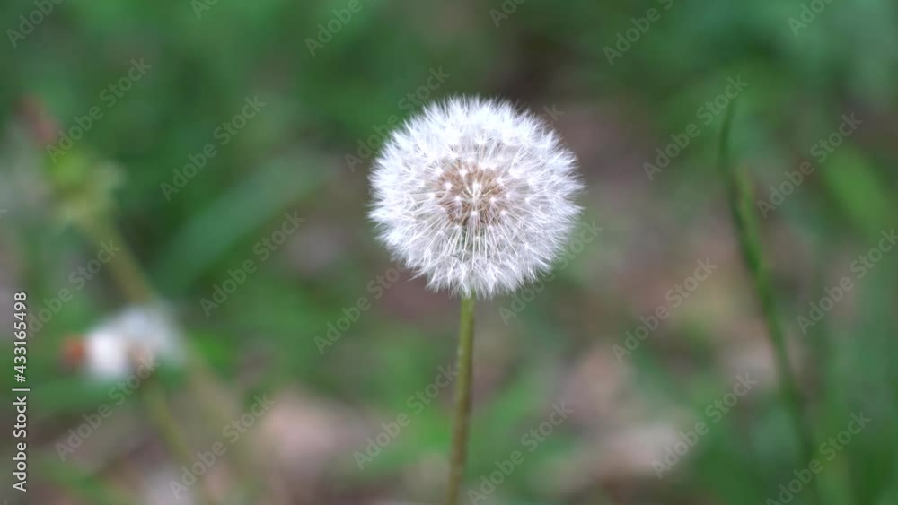 Tokyo,Japan-May 12, 2021: Puffball or parachute ball with Japanese Bush Warbler or Japanese Nightingale twitter in the morning
Tokyo,Japan-May 12, 2021: Puffball or parachute ball with Japanese Bush Warbler or Japanese Nightingale twitter in the morning