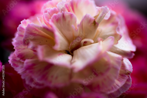 Flowers/Macro