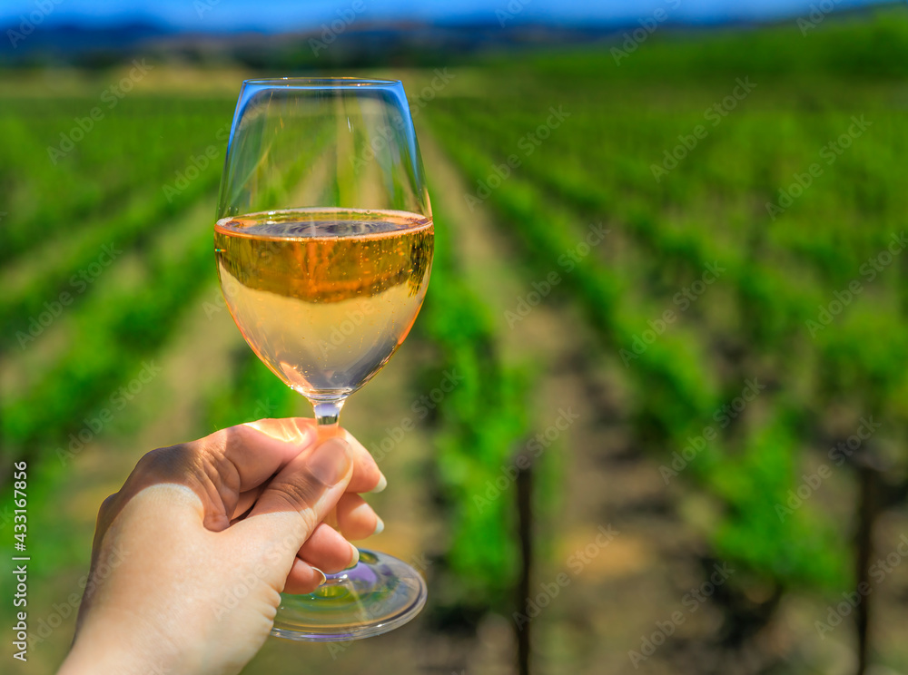 Glass of sparkling rose wine with a blurred view of grape vines in background at a vineyard in the spring in Napa Valley, California, USA