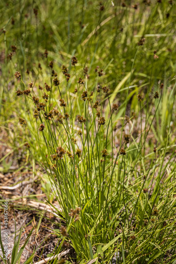 Tall ornamental grass
Tall ornamental grass