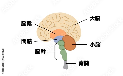 人間の脳の構造イラスト