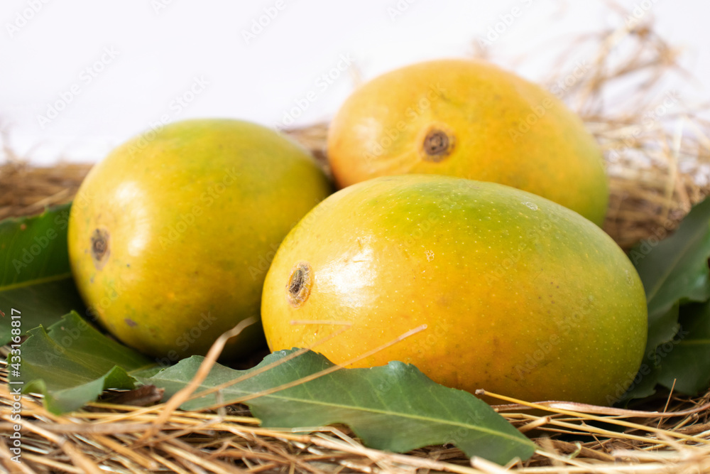 indian mangos in a grass on a white background in close up view
