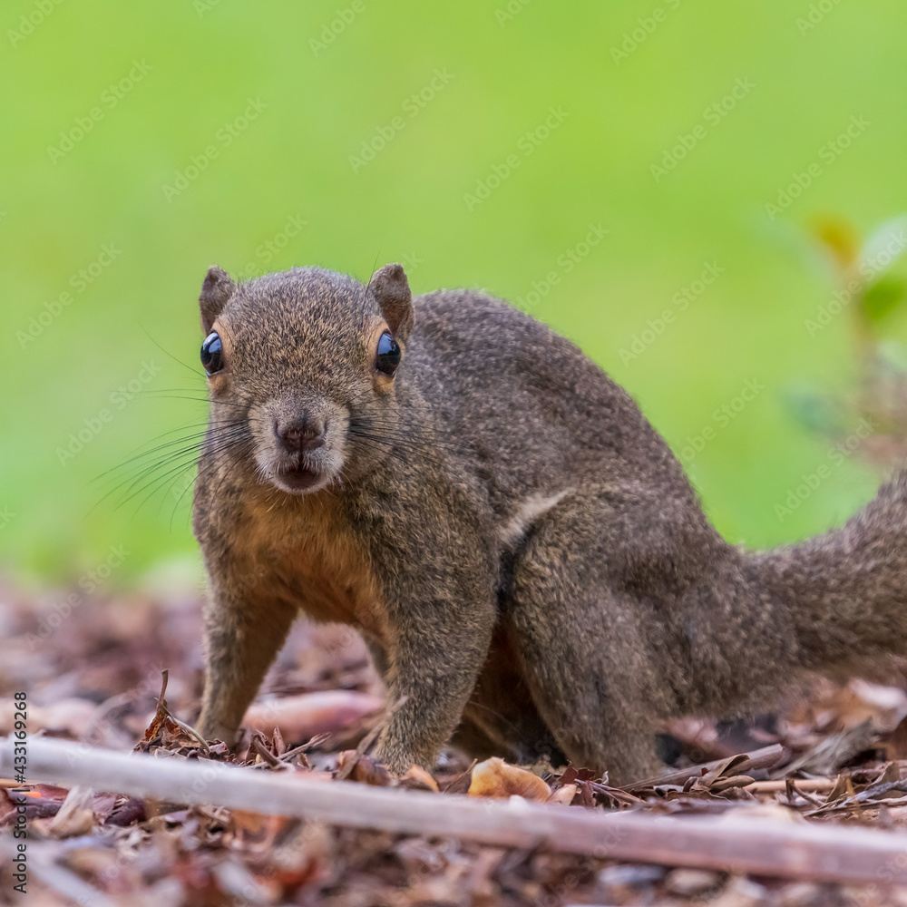 Close up image of Plantain squirrel - shot right in front Close up image of Plantain squirrel - shot right in front