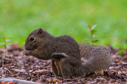 Close up image of Plantain squirrel eating nuts with green background.