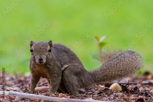 Close up image of Plantain squirrel - shot right in front