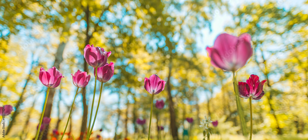 Obraz premium Gorgeous vintage flowers with dream blurred background forest trees, leaves. Bokeh nature beautiful, retro soft toning design spring nature, sunny tulip flowers closeup. Pink flower, meadow field