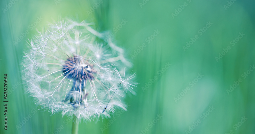 Fototapeta premium Artistic nature closeup, abstract dandelion macro, sunny soft blue green blurred background. Banner nature with beautiful light. Idyllic and relaxing floral. Springtime dandelion with soft sunlight 
