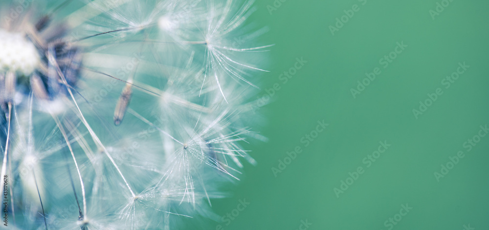 Fototapeta premium Artistic nature closeup, abstract dandelion macro, sunny soft blue green blurred background. Banner nature with beautiful light. Idyllic and relaxing floral. Springtime dandelion with soft sunlight