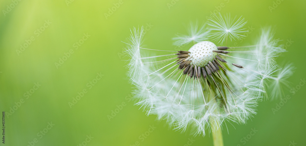 Artistic nature closeup, abstract dandelion macro, sunny soft blue green blurred background. Banner nature with beautiful light. Idyllic and relaxing floral. Springtime dandelion with soft sunlight
Artistic nature closeup, abstract dandelion macro, sunny soft blue green blurred background. Banner nature with beautiful light. Idyllic and relaxing floral. Springtime dandelion with soft sunlight
